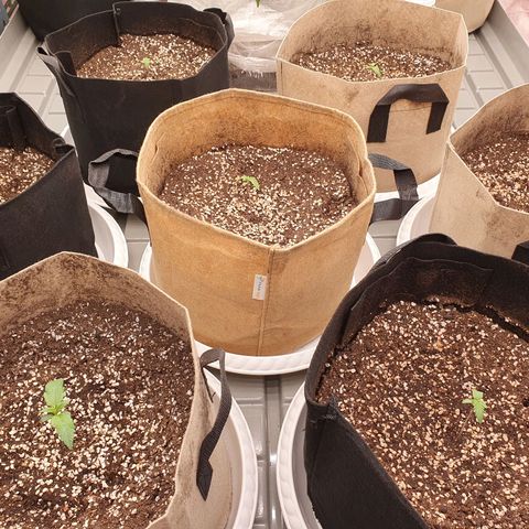 OverGrowth#ss1#xxl growlog timeline photo
