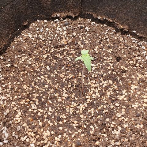 OverGrowth#ss1#xxl growlog timeline photo