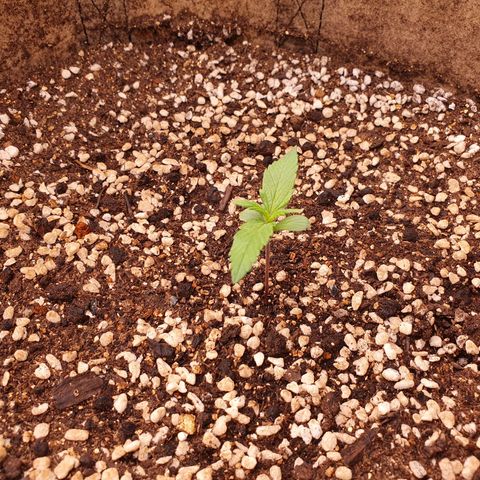 OverGrowth#ss1#xxl growlog timeline photo