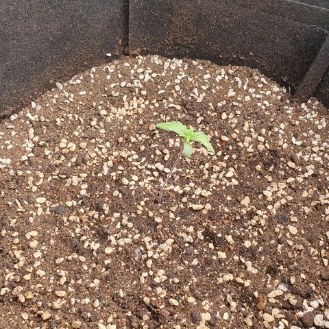 OverGrowth#ss1#xxl growlog timeline photo