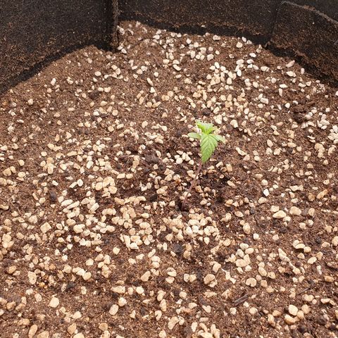 OverGrowth#ss1#xxl growlog timeline photo