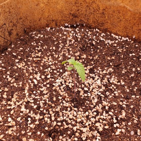 OverGrowth#ss1#xxl growlog timeline photo