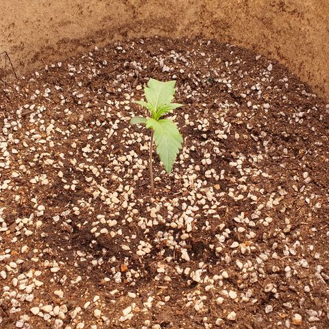 OverGrowth#ss1#xxl growlog timeline photo