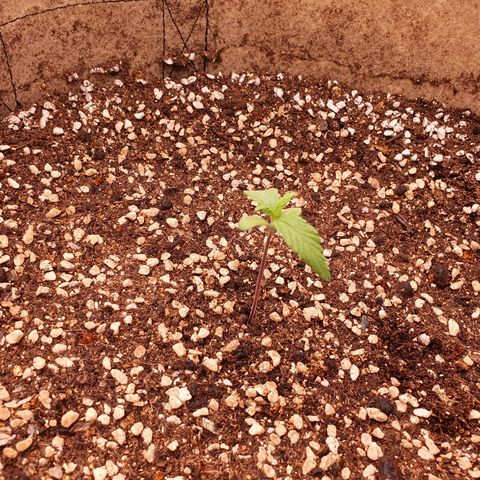 OverGrowth#ss1#xxl growlog timeline photo