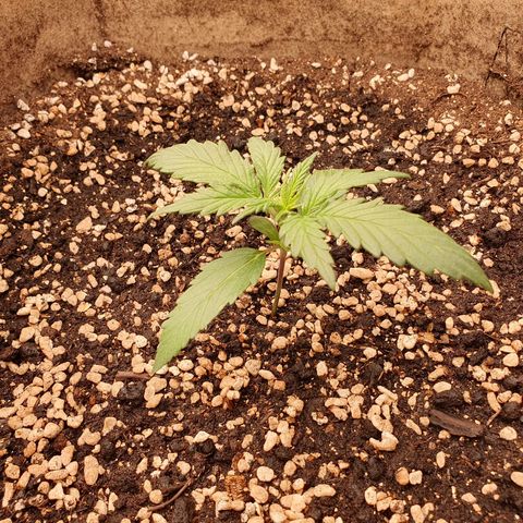 OverGrowth#ss1#xxl growlog timeline photo