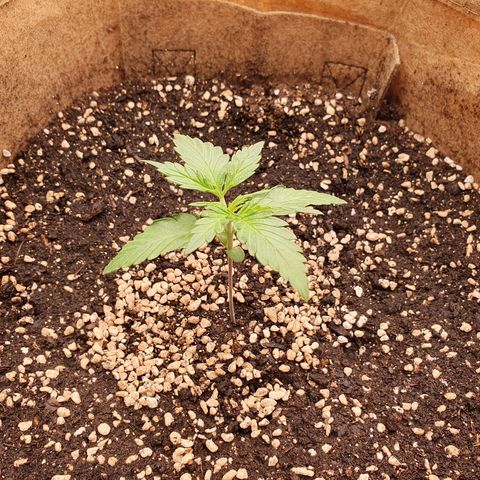 OverGrowth#ss1#xxl growlog timeline photo