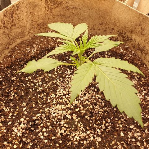 OverGrowth#ss1#xxl growlog timeline photo