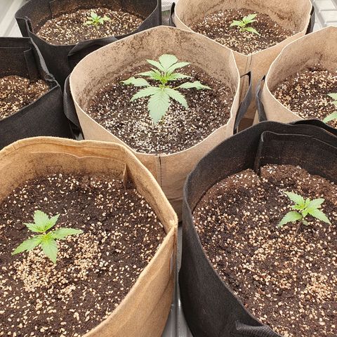 OverGrowth#ss1#xxl growlog timeline photo