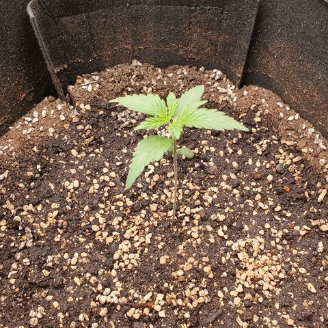 OverGrowth#ss1#xxl growlog timeline photo