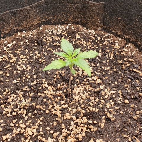 OverGrowth#ss1#xxl growlog timeline photo