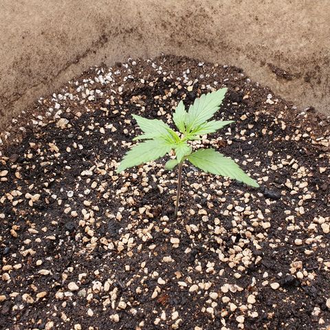 OverGrowth#ss1#xxl growlog timeline photo