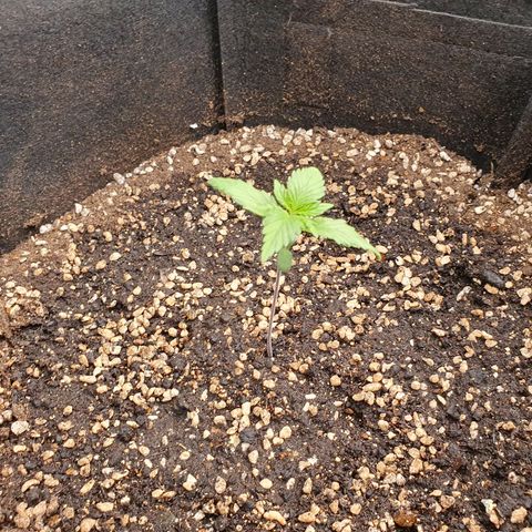 OverGrowth#ss1#xxl growlog timeline photo