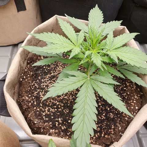 OverGrowth#ss1#xxl growlog timeline photo