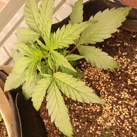 OverGrowth#ss1#xxl growlog timeline photo