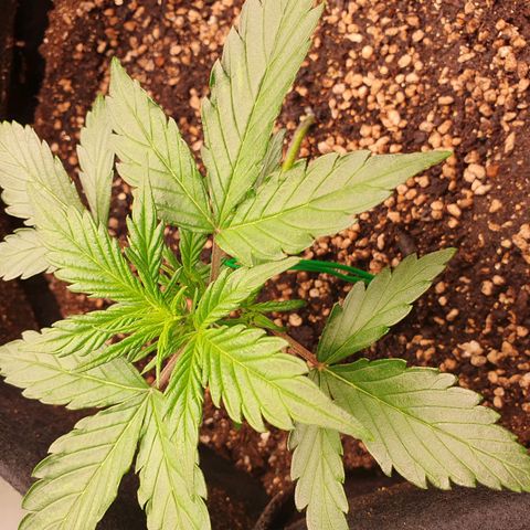 OverGrowth#ss1#xxl growlog timeline photo