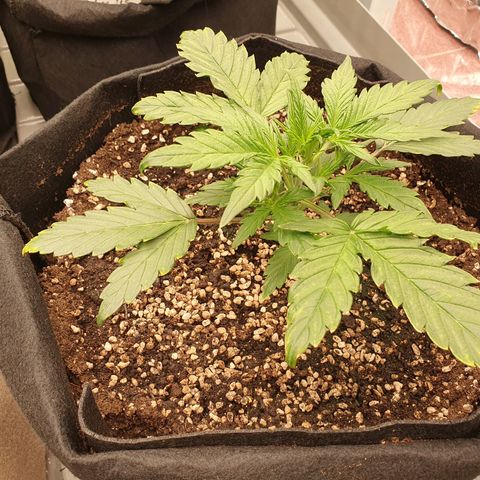 OverGrowth#ss1#xxl growlog timeline photo