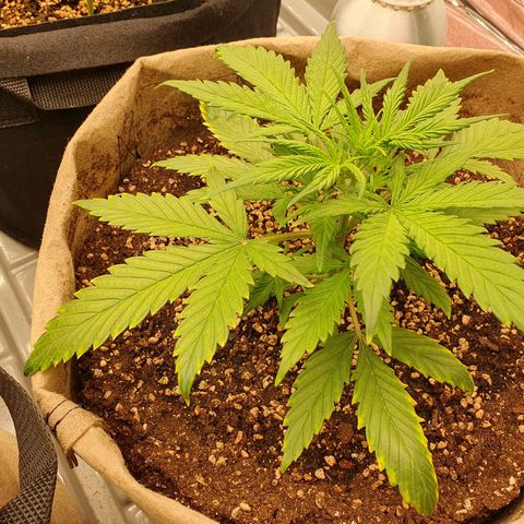 OverGrowth#ss1#xxl growlog timeline photo