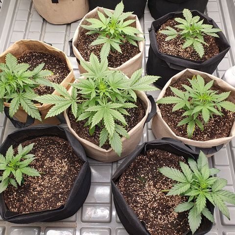 OverGrowth#ss1#xxl growlog timeline photo