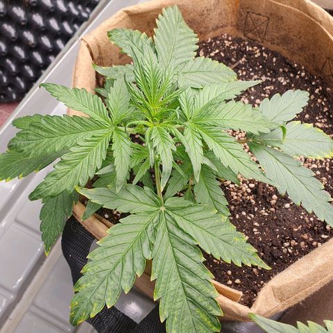 OverGrowth#ss1#xxl growlog timeline photo