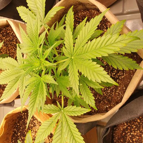 OverGrowth#ss1#xxl growlog timeline photo