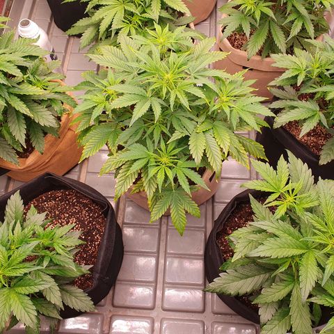 OverGrowth#ss1#xxl growlog timeline photo