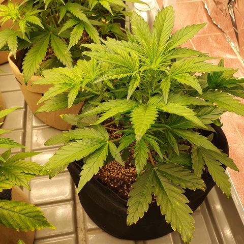 OverGrowth#ss1#xxl growlog timeline photo