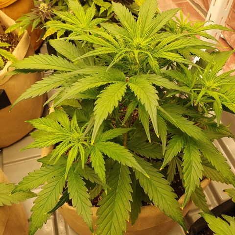 OverGrowth#ss1#xxl growlog timeline photo
