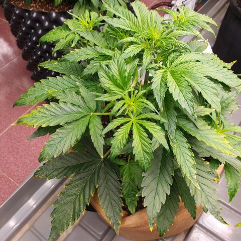 OverGrowth#ss1#xxl growlog timeline photo