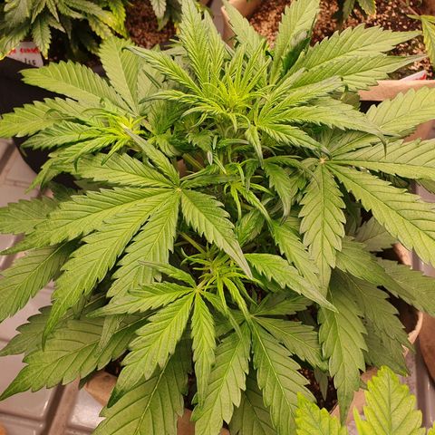 OverGrowth#ss1#xxl growlog timeline photo