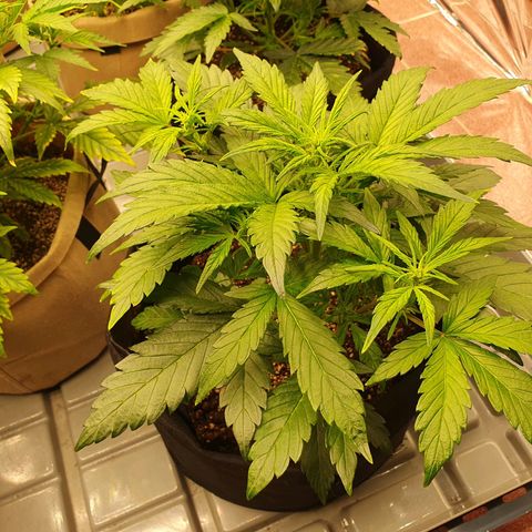 OverGrowth#ss1#xxl growlog timeline photo