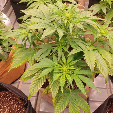 OverGrowth#ss1#xxl growlog timeline photo