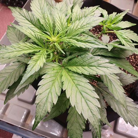 OverGrowth#ss1#xxl growlog timeline photo