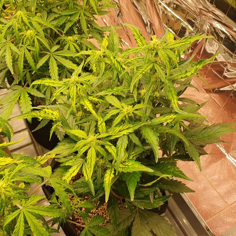 OverGrowth#ss1#xxl growlog timeline photo