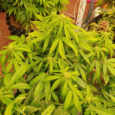 OverGrowth#ss1#xxl growlog timeline photo