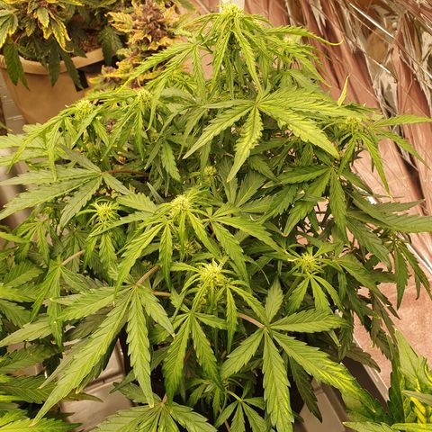 OverGrowth#ss1#xxl growlog timeline photo