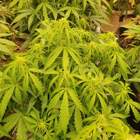 OverGrowth#ss1#xxl growlog timeline photo