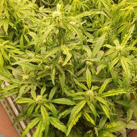 OverGrowth#ss1#xxl growlog timeline photo