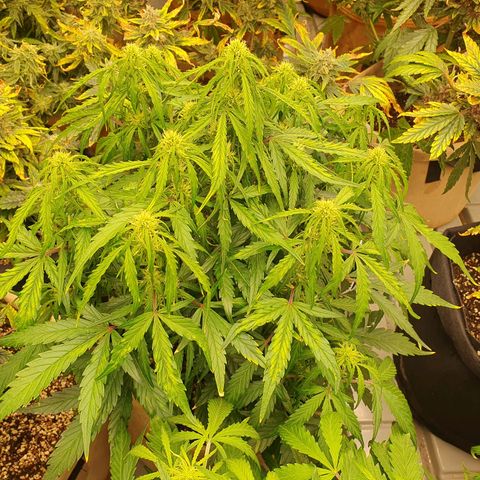 OverGrowth#ss1#xxl growlog timeline photo