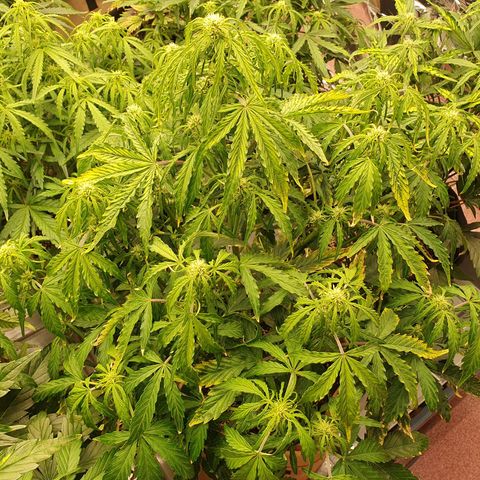 OverGrowth#ss1#xxl growlog timeline photo