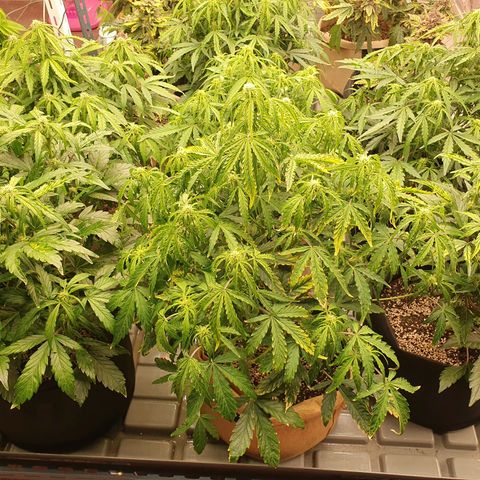 OverGrowth#ss1#xxl growlog timeline photo