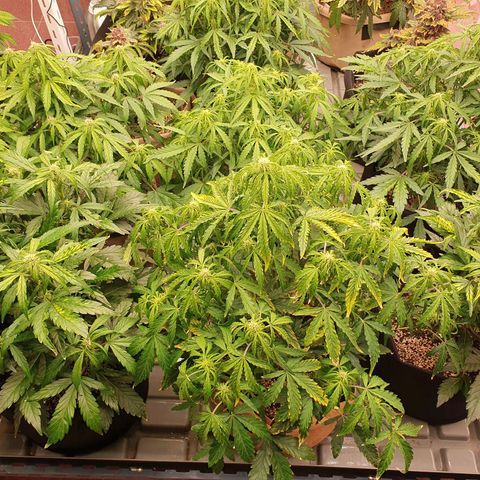 OverGrowth#ss1#xxl growlog timeline photo