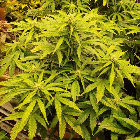 OverGrowth#ss1#xxl growlog timeline photo
