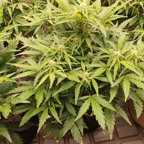 OverGrowth#ss1#xxl growlog timeline photo