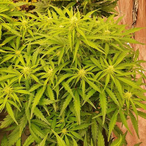 OverGrowth#ss1#xxl growlog timeline photo