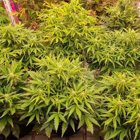 OverGrowth#ss1#xxl growlog timeline photo