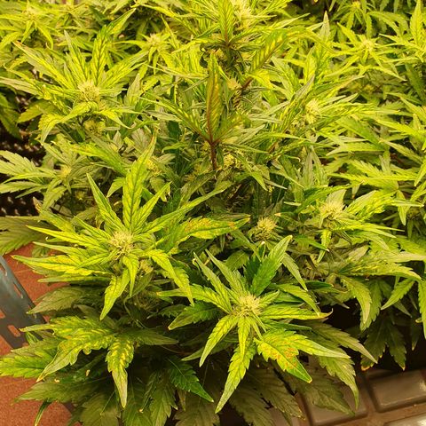 OverGrowth#ss1#xxl growlog timeline photo