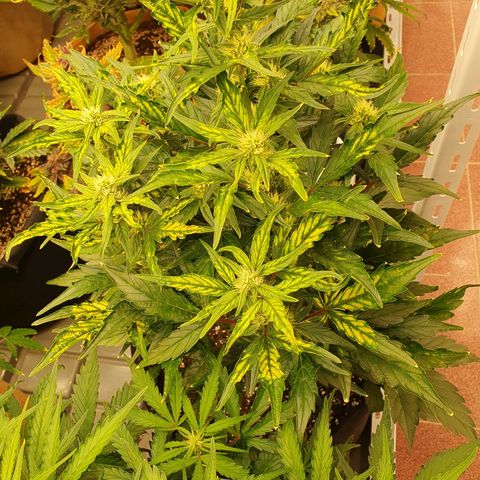 OverGrowth#ss1#xxl growlog timeline photo