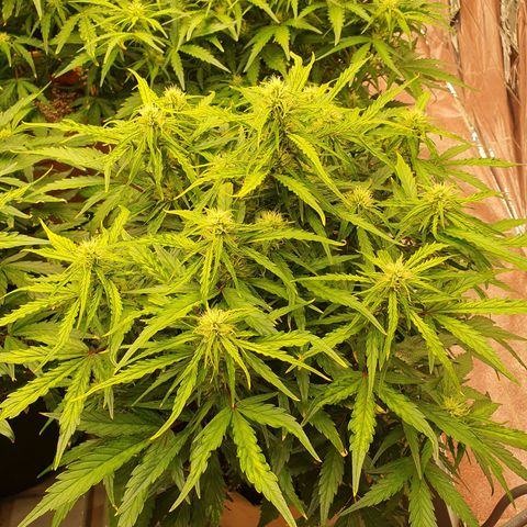 OverGrowth#ss1#xxl growlog timeline photo