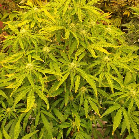 OverGrowth#ss1#xxl growlog timeline photo