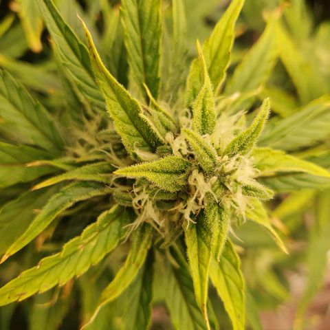 OverGrowth#ss1#xxl growlog timeline photo
